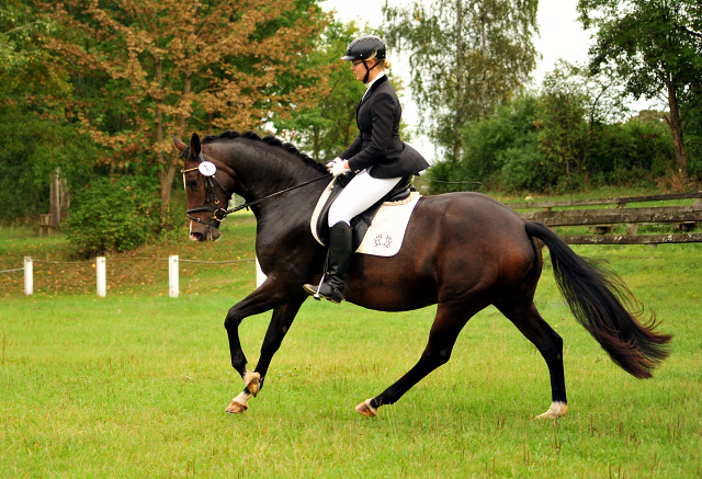 Prmienstute Tacyra v. Saint Cyr u.d. Pr.u.StPrSt. Tavolara v. Exclusiv  - Foto: Beate Langels -  
Trakehner Gestt Hmelschenburg