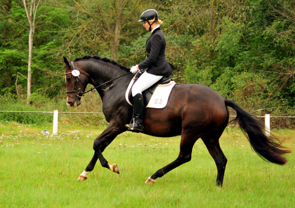 Prmienstute Tacyra v. Saint Cyr u.d. Pr.u.StPrSt. Tavolara v. Exclusiv  - Foto: Beate Langels -  
Trakehner Gestt Hmelschenburg