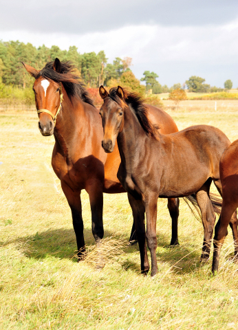 Stutfohlen von His Moment u.d. Pr.u.StPrSt. Katniss Everdeen v. Saint Cyr - Foto: Beate Langels - Trakehner Gestt Hmelschenburg