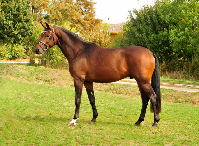 Special Motion von High Motion x Imperio  - Gestt Hmelschenburg - Foto: Beate Langels