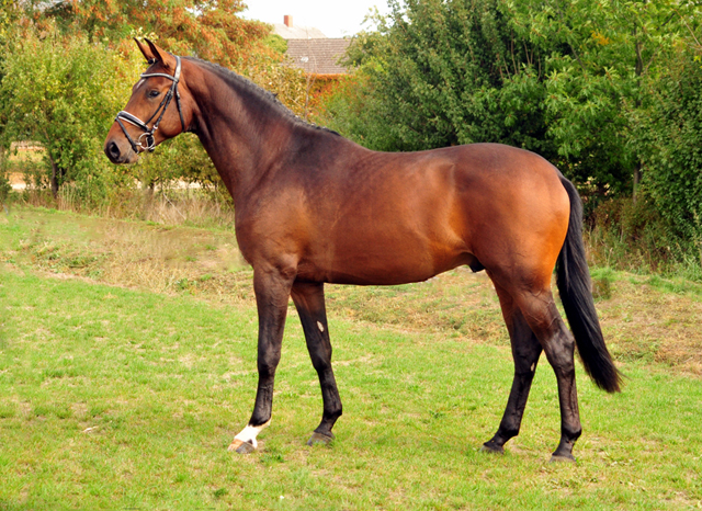 Special Motion von High Motion x Imperio  - Gestt Hmelschenburg - Foto: Beate Langels