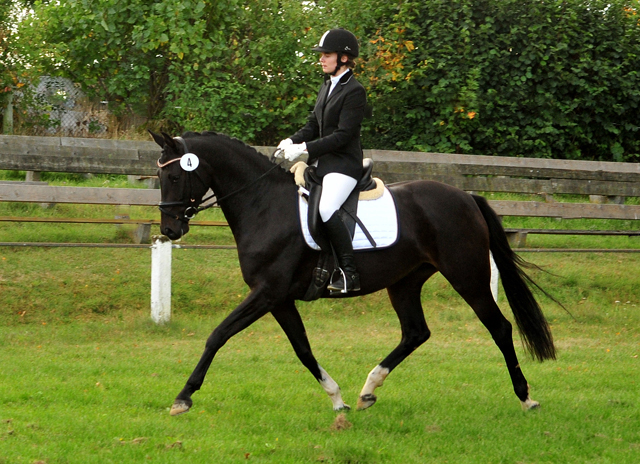 Schwalbenzauber - Oldenburger Stute von De Niro u.d. Schwalbendiva v. Totilas - Oktober 2019
 - Trakehner Gestt Hmelschenburg - Beate Langels