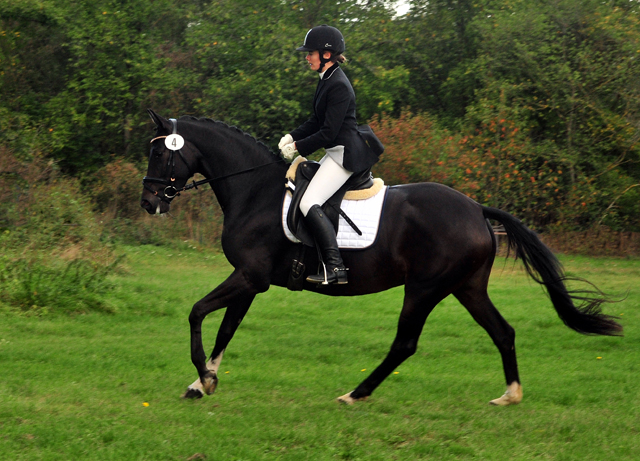 Schwalbenzauber - Oldenburger Stute von De Niro u.d. Schwalbendiva v. Totilas - Oktober 2019
 - Trakehner Gestt Hmelschenburg - Beate Langels
