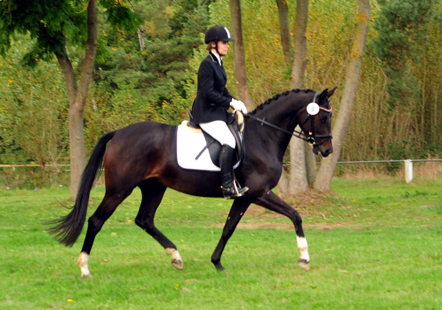 Schwalbenzauber - Oldenburger Stute von De Niro u.d. Schwalbendiva v. Totilas - Oktober 2019
 - Trakehner Gestt Hmelschenburg - Beate Langels