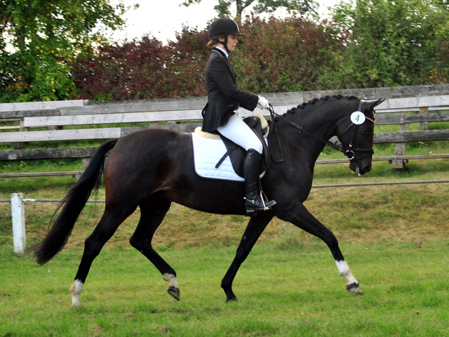 Schwalbenzauber - Oldenburger Stute von De Niro u.d. Schwalbendiva v. Totilas - Oktober 2019
 - Trakehner Gestt Hmelschenburg - Beate Langels