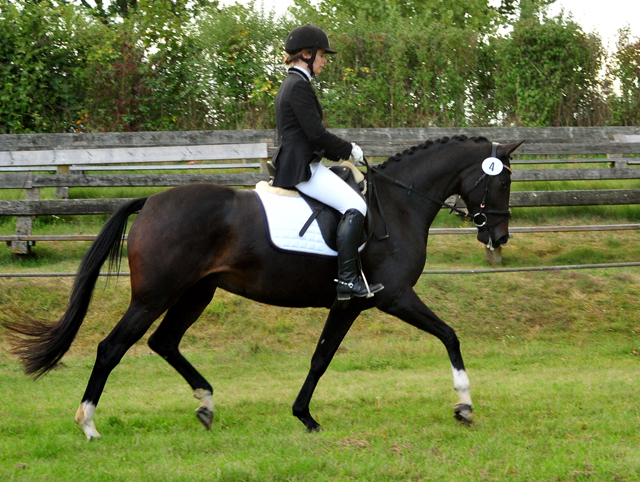 Schwalbenzauber - Oldenburger Stute von De Niro u.d. Schwalbendiva v. Totilas - Oktober 2019
 - Trakehner Gestt Hmelschenburg - Beate Langels