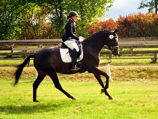 Valentine - Trakehner Stute von High Motion u.d. Elitestute Vicenza v. Showmaster - Foto: Beate Langels - Trakehner Gestt Hmelschenburg