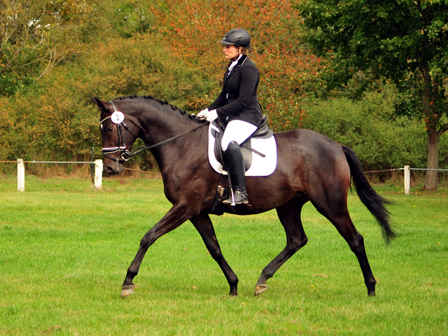 Valentine - Trakehner Stute von High Motion u.d. Elitestute Vicenza v. Showmaster - Foto: Beate Langels - Trakehner Gestt Hmelschenburg