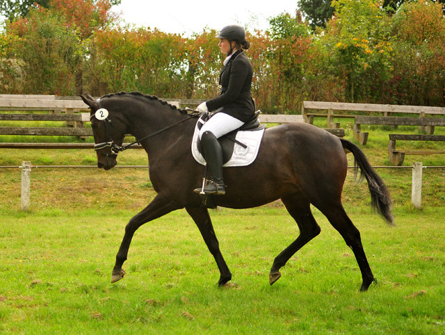 Valentine - Trakehner Stute von High Motion u.d. Elitestute Vicenza v. Showmaster - Foto: Beate Langels - Trakehner Gestt Hmelschenburg