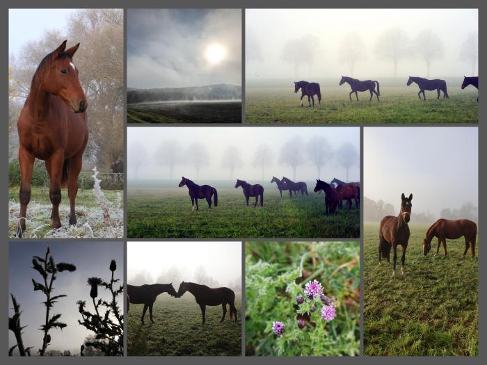 Auf der Stutenkoppel im November 2024 - Foto Beate Langels - Trakehner Gestt Hmelschenburg