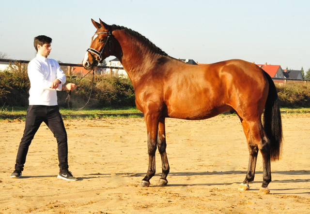 Kacyro - zweijhriger Hengst von Saint Cyr x Karena - 27. September 2016  - Foto: Beate Langels -
Trakehner Gestt Hmelschenburg