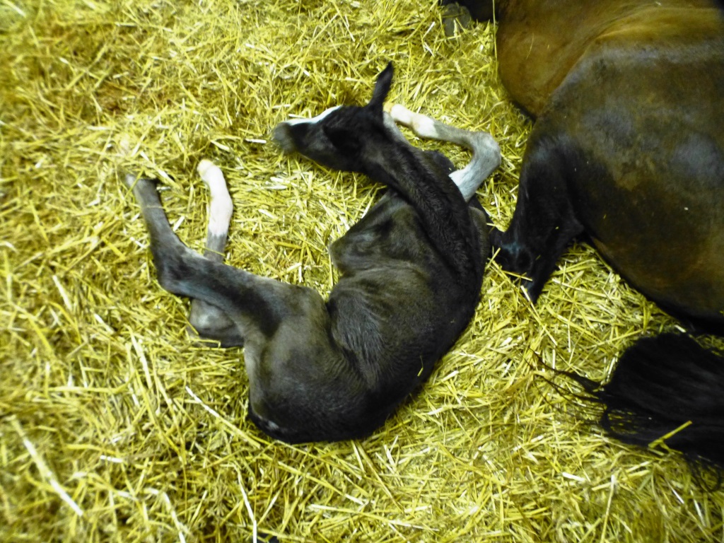 20. Mrz 2016 - Stutfohlen von Saint Cyr u.d. Henrica v. Cadeau - Foto: Dr. Pigisch