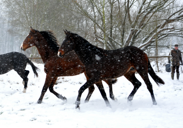 Der Schnee bleibt - die zweijhrigen Hengste genieen es - 4. Januar 2016  im
Trakehner Gestt Hmelschenburg