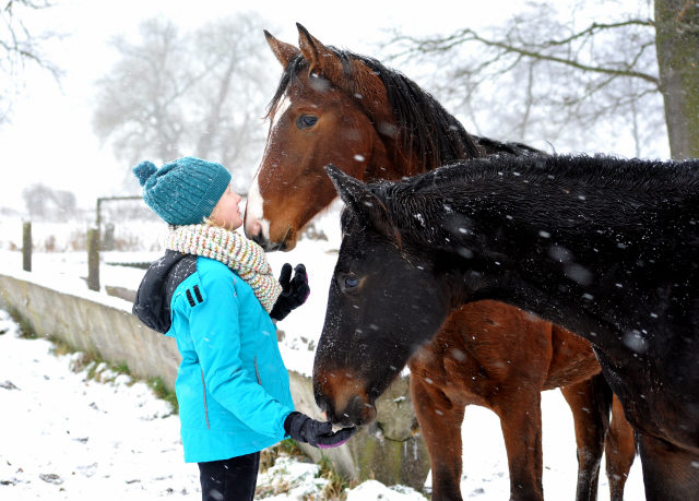 Der Schnee bleibt - die zweijhrigen Hengste genieen es - 4. Januar 2016  im
Trakehner Gestt Hmelschenburg