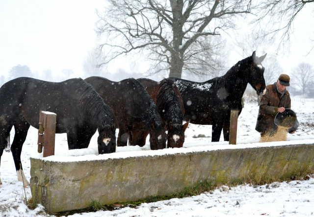 Der Schnee bleibt - die zweijhrigen Hengste genieen es - 4. Januar 2016  im
Trakehner Gestt Hmelschenburg