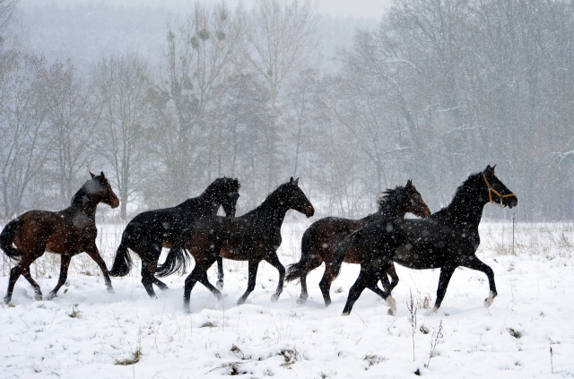 Der Schnee bleibt - die zweijhrigen Hengste genieen es - 4. Januar 2016  im
Trakehner Gestt Hmelschenburg