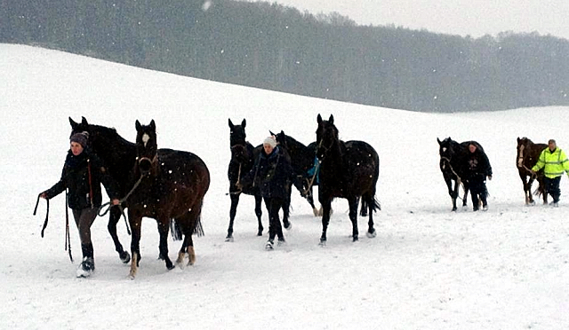 Die tragenden Stuten auf dem Weg in den Stall - 4. Januar 2016  im
Trakehner Gestt Hmelschenburg