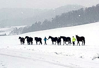 Die tragenden Stuten auf dem Weg in den Stall - 4. Januar 2016  im
Trakehner Gestt Hmelschenburg