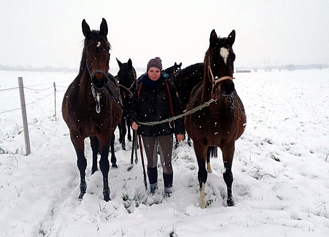 Die tragenden Stuten auf dem Weg in den Stall - 4. Januar 2016  im
Trakehner Gestt Hmelschenburg