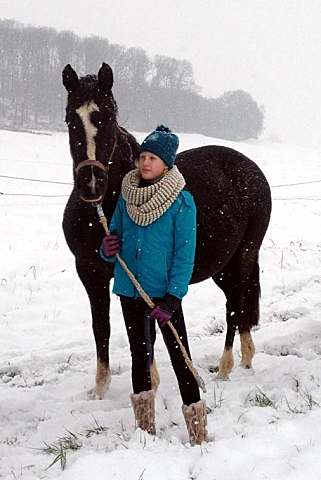 Die tragenden Stuten auf dem Weg in den Stall - 4. Januar 2016  im
Trakehner Gestt Hmelschenburg