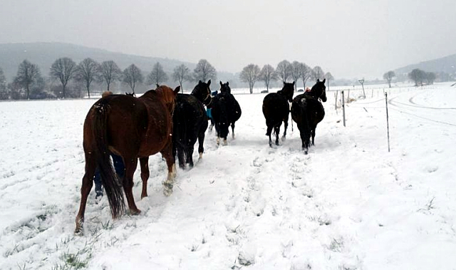 Die tragenden Stuten auf dem Weg in den Stall - 4. Januar 2016  im
Trakehner Gestt Hmelschenburg