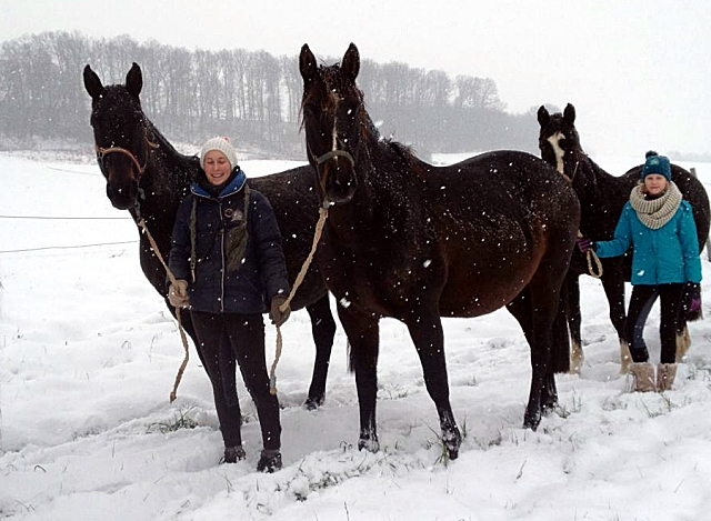 Die tragenden Stuten auf dem Weg in den Stall - 4. Januar 2016  im
Trakehner Gestt Hmelschenburg