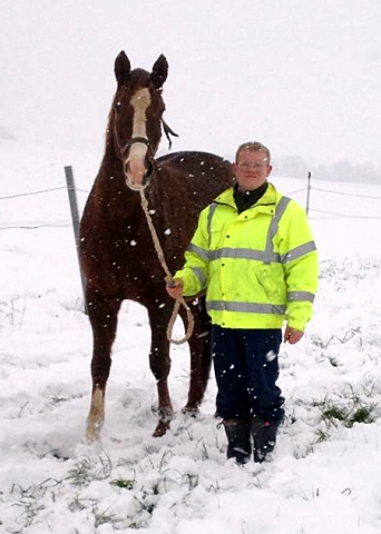 Die tragenden Stuten auf dem Weg in den Stall - 4. Januar 2016  im
Trakehner Gestt Hmelschenburg