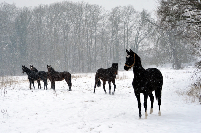 Der Schnee bleibt - die zweijhrigen Hengste genieen es - 4. Januar 2016  im
Trakehner Gestt Hmelschenburg