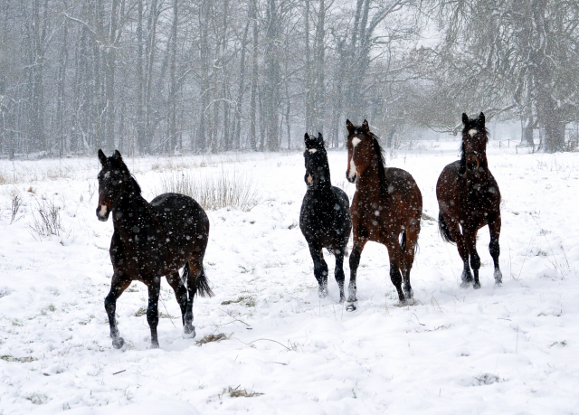 Der Schnee bleibt - die zweijhrigen Hengste genieen es - 4. Januar 2016  im
Trakehner Gestt Hmelschenburg