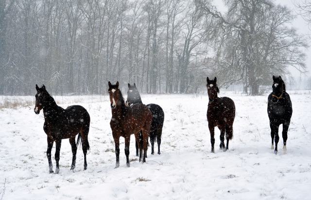 Der Schnee bleibt - die zweijhrigen Hengste genieen es - 4. Januar 2016  im
Trakehner Gestt Hmelschenburg