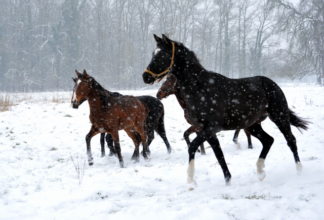 Der Schnee bleibt - die zweijhrigen Hengste genieen es - 4. Januar 2016  im
Trakehner Gestt Hmelschenburg