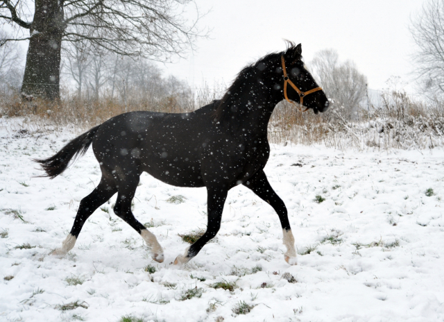 Der Schnee bleibt - die zweijhrigen Hengste genieen es - 4. Januar 2016  im
Trakehner Gestt Hmelschenburg