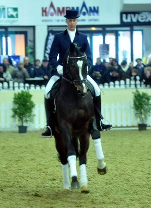 Trakehner Prmienhengst Saint Cyr v. Kostolany - Trakehner Gestt Hmelschenburg