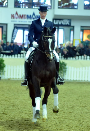 Trakehner Prmienhengst Saint Cyr v. Kostolany - Trakehner Gestt Hmelschenburg