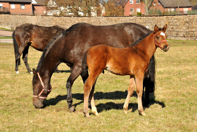 Kaiserspiel und ihr Hengstfohlen von Showmaster - Trakehner Gestt Hmelschenburg