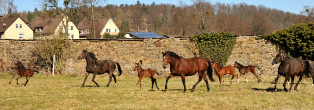 Die Hmelschenburger Stuten und Fohlen im Mrz 2013 - Trakehner Gestt Hmelschenburg