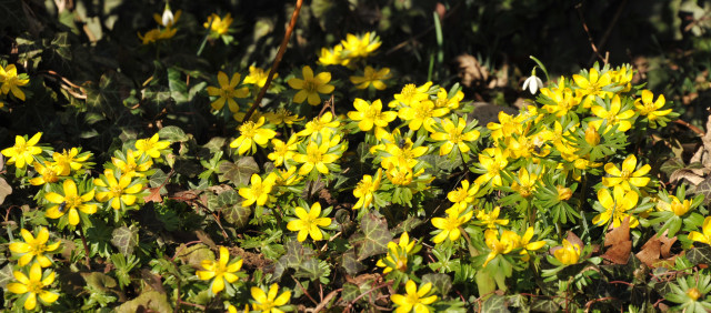 Trakehner Gestt Hmelschenburg