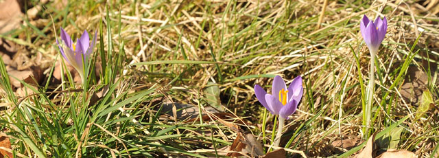 Trakehner Gestt Hmelschenburg