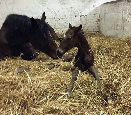 Stutfohlen von Zauberdeyk u.d. Pr.u.StPrSt. Katniss Everdeen v. Saint Cyr - Foto:  Langels - Trakehner Gestt Hmelschenburg