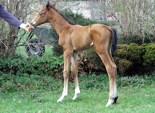 Trakehner Stutfohlen von Exclusiv u.d. Schwalbenfee v. Freudenfest, Foto Richard Langels