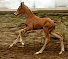4 Tage alt: Stutfohlen von Symont - Kostolany - Sandro