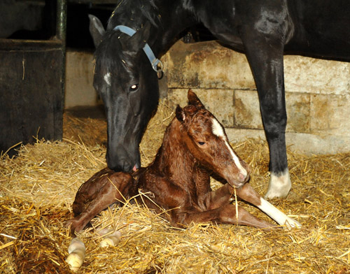 Gerade geboren: Stutfohlen von Symont u.d. Pr.u.StPrSt. Vittoria v. Exclusiv - Trakehner Gestt Hmelschenburg - Foto: Beate Langels - Trakehner Gestt Hmelschenburg