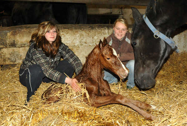 Gerade geboren: Stutfohlen von Symont u.d. Pr.u.StPrSt. Vittoria v. Exclusiv - Trakehner Gestt Hmelschenburg - Foto: Beate Langels - Trakehner Gestt Hmelschenburg