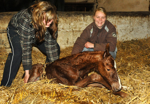 Stutfohlen von Symont u.d. Pr.u.StPrSt. Vittoria v. Exclusiv - Trakehner Gestt Hmelschenburg - Foto: Beate Langels - Trakehner Gestt Hmelschenburg