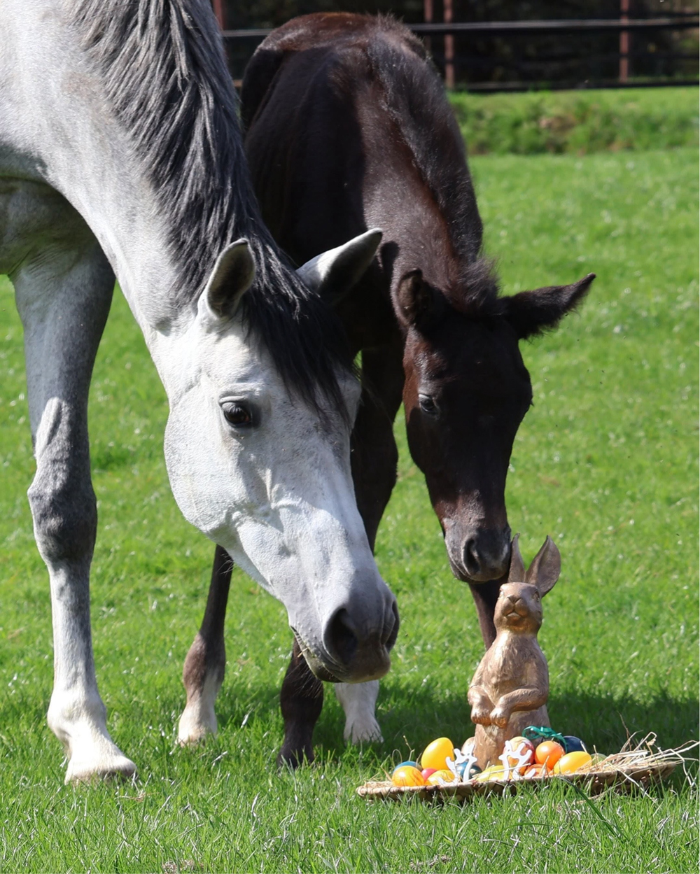 Ostern 2026 - Tea in the Morning v. Hopkins - Foto: Sabine Beyer