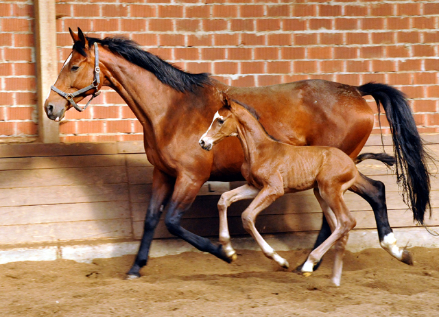 Hengstfohlen von Saint Cyr u.d. Havelin-M v. Mnchhausen - Foto: Beate Langels