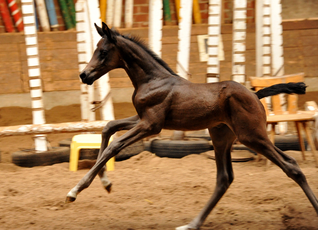 Hengstfohlen von Saint Cyr u.d. Little Love xx - Foto: Beate Langels