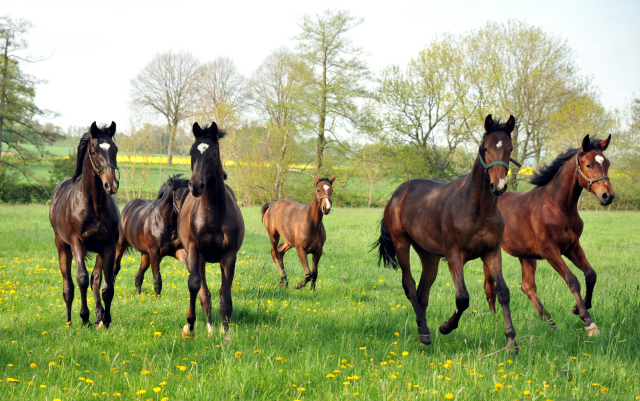 Die Ein- u. Zweijhrigen Hengste am 4. Mai 2015 - Foto Beate Langels - Gestt Hmelschenburg