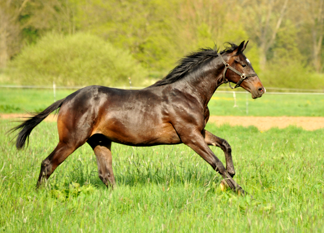 Jhrlingshengst von Kostolany u.d. Pr. u. StPrst. Schwalbenfeder v. Summertime - 4. Mai 2015 - Foto Beate Langels - Gestt Hmelschenburg