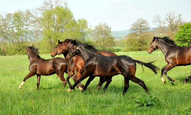 Die Ein- u. Zweijhrigen Hengste - 4. Mai 2015  - Foto Beate Langels - Gestt Hmelschenburg